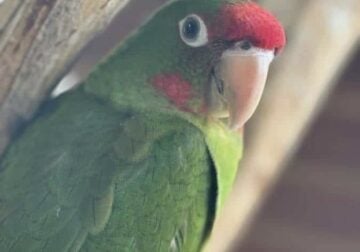 Mitred Conure Parrot