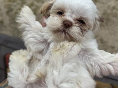 Female Shih Tzu Puppy