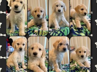GoldenDoodle Puppies For Sale!!!