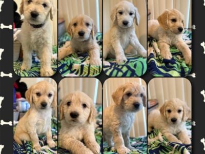 GoldenDoodle Puppies For Sale!!!