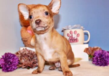 Lucio – Unique and Gorgeous Chocolate Merle Baby