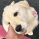 Golden Retriever puppy female
