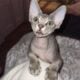 Wasabi’s first litter