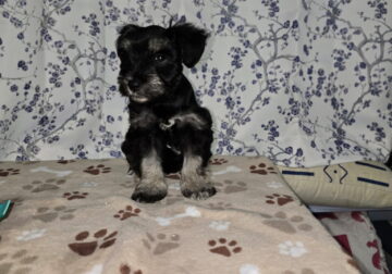 Black/Silver Male Puppy