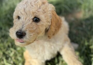 Blonde & Black Poodles