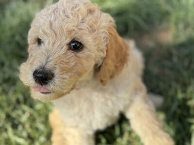 Blonde & Black Poodles