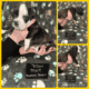 Euro Boxer Puppies AKC Registered