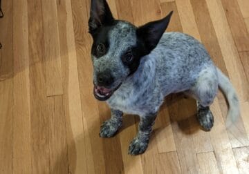 Blue Heeler Dog