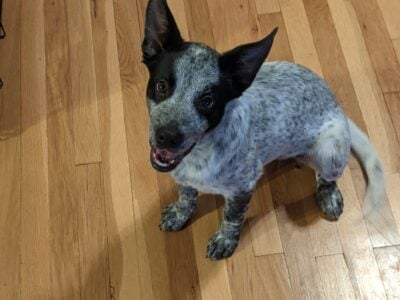 Blue Heeler Dog