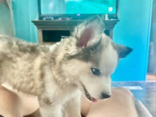 Siberian Huskies
