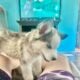 Siberian Huskies