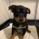 Sweet boy/ Australian cattle dog/red heeler