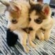 Husky Sale