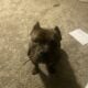 Fun loving American Bully in need of new home