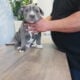 American Bully Puppies