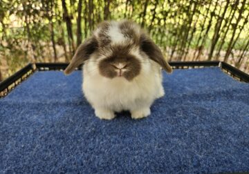 Chocolate Holland Lop Buck 1