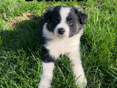 Aussie/Samoyed puppies