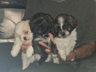Shihtzu pups