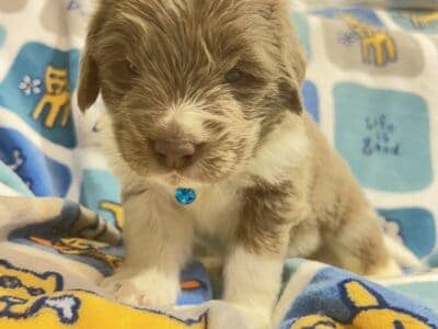 AKC Newfoundland Puppies – Blue – Male – Whipple