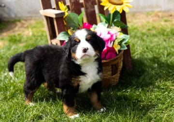 AKC Bernese Mountain puppy female Indiana (Irene)