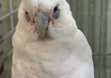 Bare Eyed Cockatoo