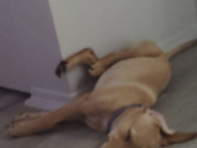 Dog for sale