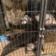 4 ferrets