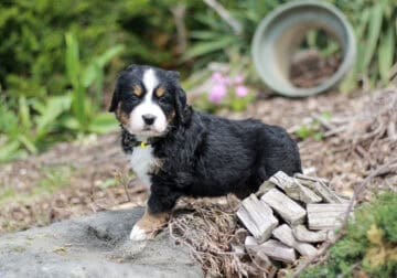 Joshua – AKC Bernese Mountain Dog Puppy – $1,500