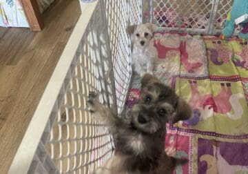 Miniature Schnauzer