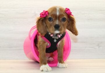 Cavalier Puppies For Sale