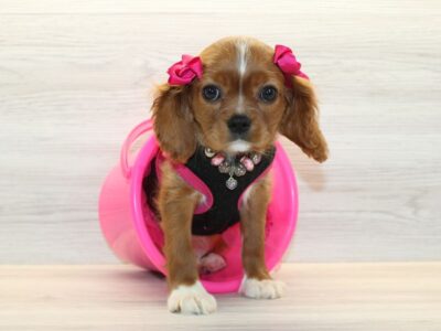 Cavalier Puppies For Sale
