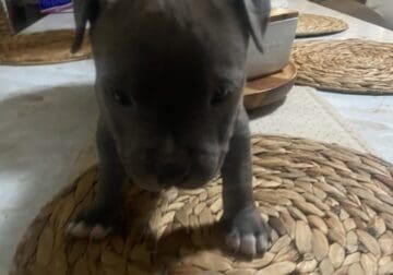 Short body pit Bulls