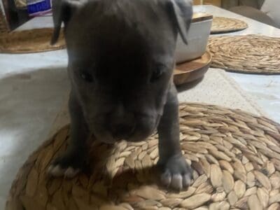 Short body pit Bulls