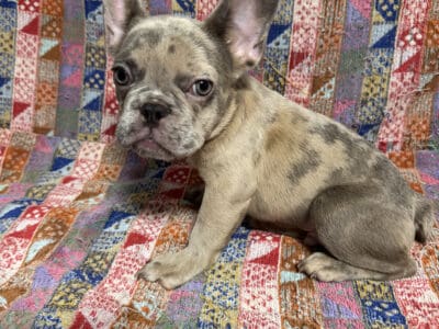 Merle French Bulldog Puppies