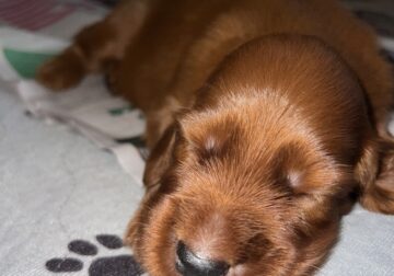 Irish Setter puppies in Hawaii