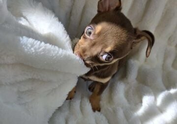 Say Hello to Bentley – The Tiny Tyrant of Cuteness