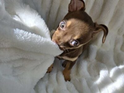 Say Hello to Bentley – The Tiny Tyrant of Cuteness