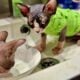 Tortie Sphynx Kittens