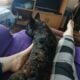 YAHanah – 6 mo Fluffy Frenchie