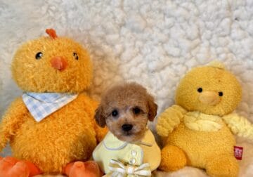 Poodle male teacup