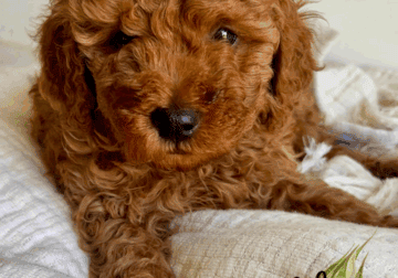 🐾✨ Mini RED and GOLDEN Poodle Puppies ✨🐾