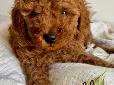 🐾✨ Mini RED and GOLDEN Poodle Puppies ✨🐾