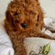🐾✨ Mini RED and GOLDEN Poodle Puppies ✨🐾