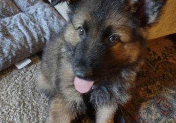 German Shepherd puppy