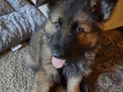 German Shepherd puppy