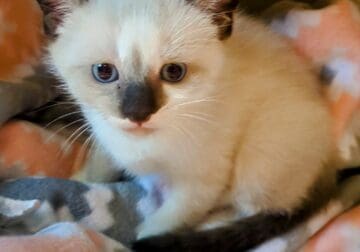 Siamese Kittens