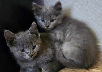 Fluffy Russian Blue kittens