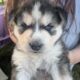 Husky/German Shepherd Puppies