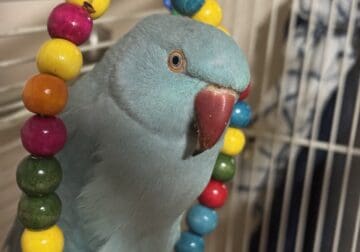 Blue Indian Ringneck
