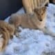 Rough Collie